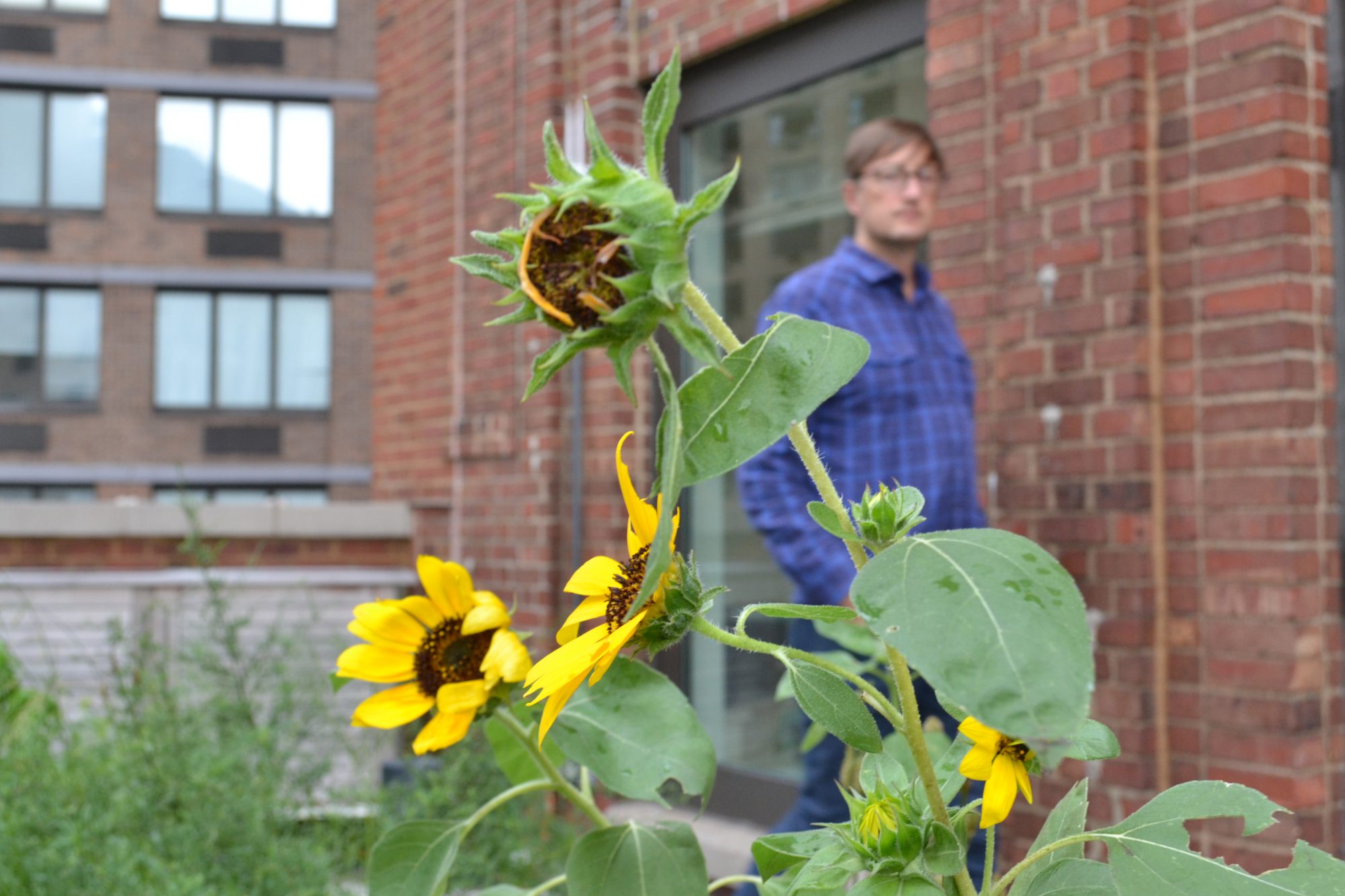 Office garden in NYC