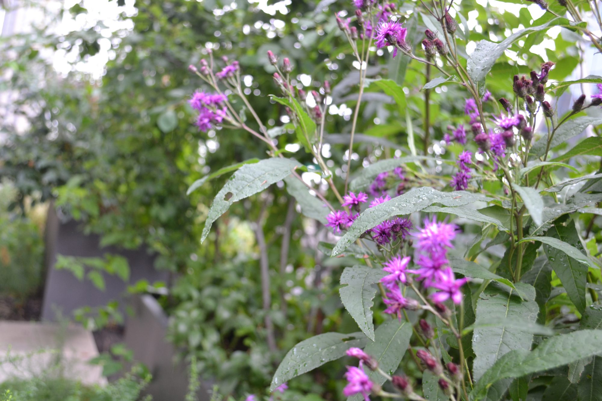 Urban garden in NYC