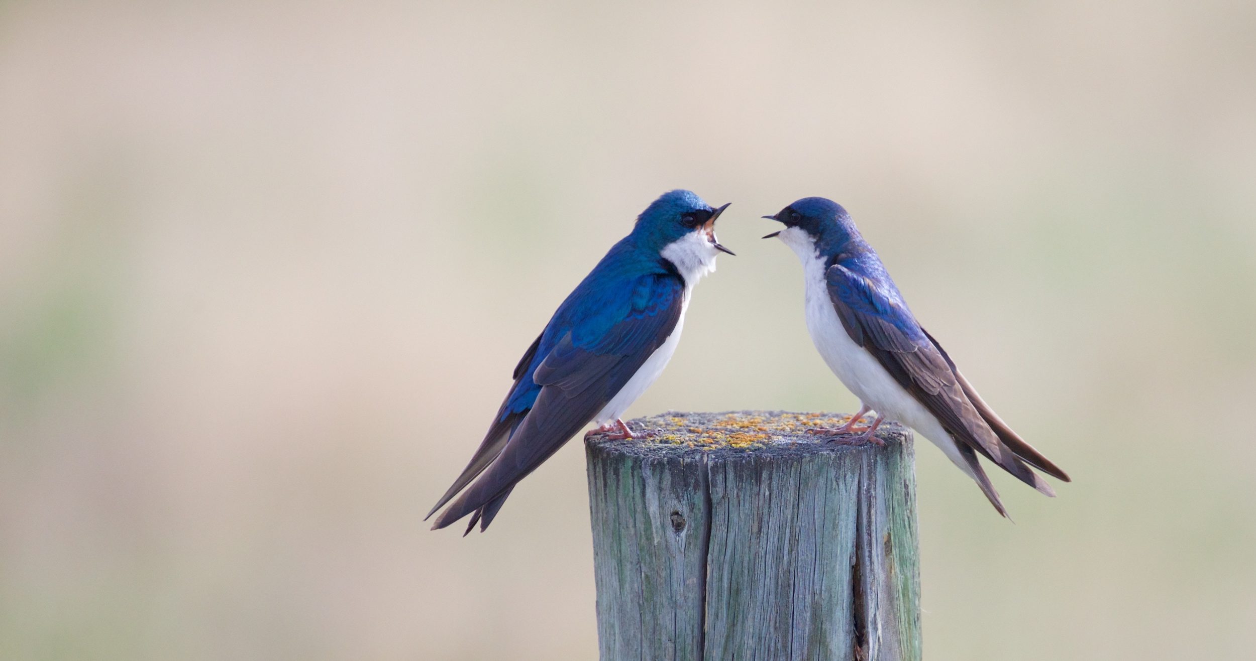 Let's talk about that annoying colleague