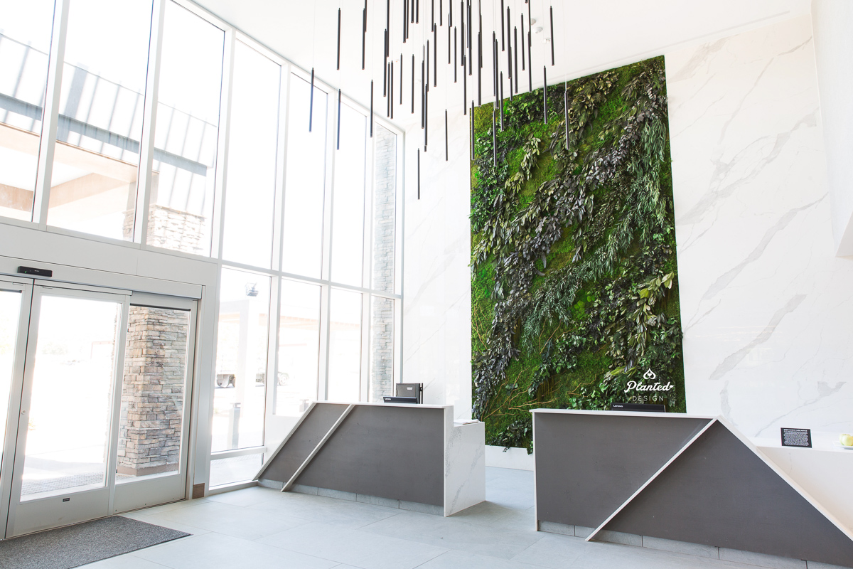 Living Walls” Creator Amanda Goldberg on Why Every Office Needs Greenery |  Convene